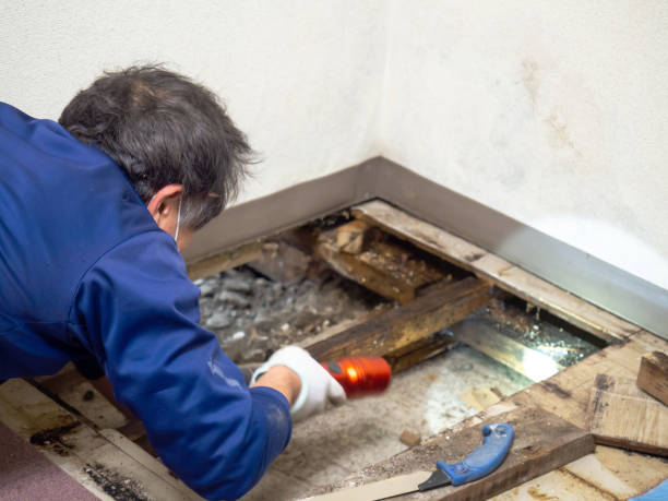  New London, CT Mold Removal Pros