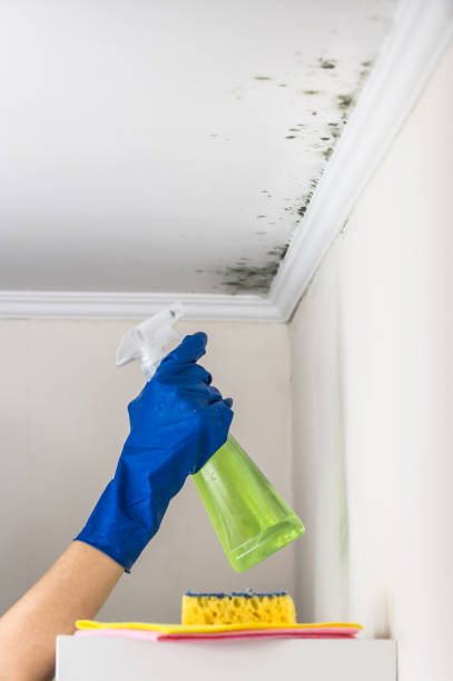 Best Emergency Mold Remediation in New London, CT